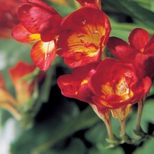 Freesia