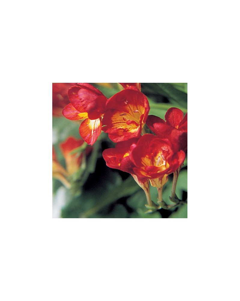 Freesia