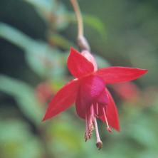 Fuchsia