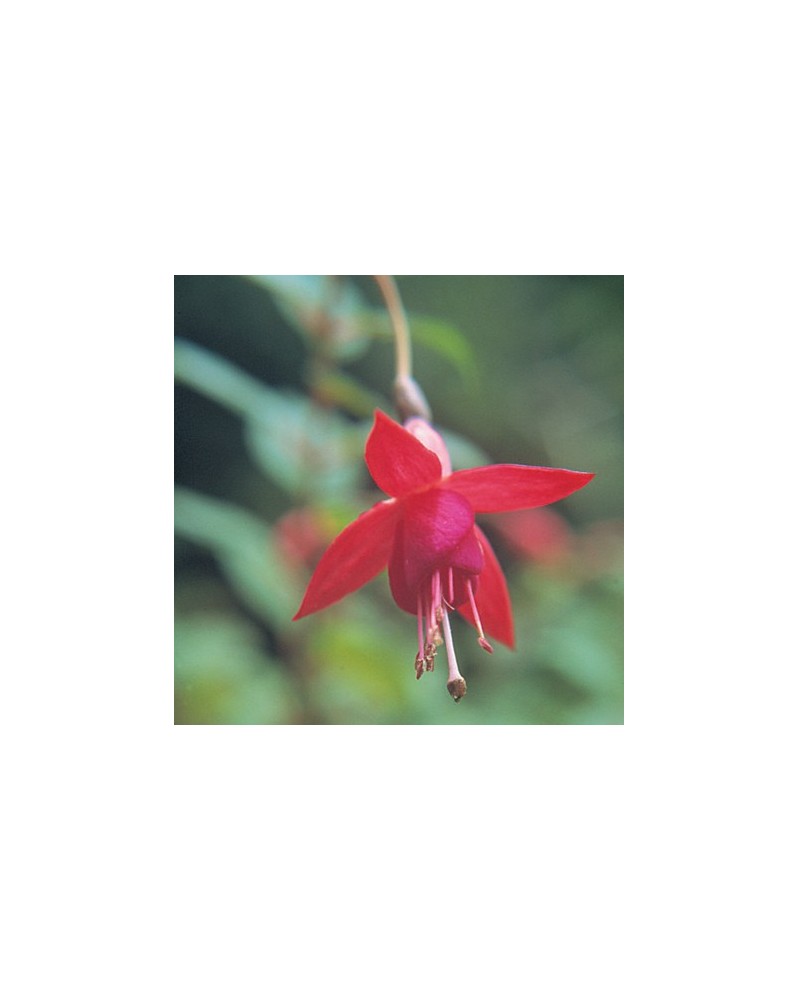 Fuchsia