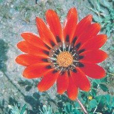 Gazania