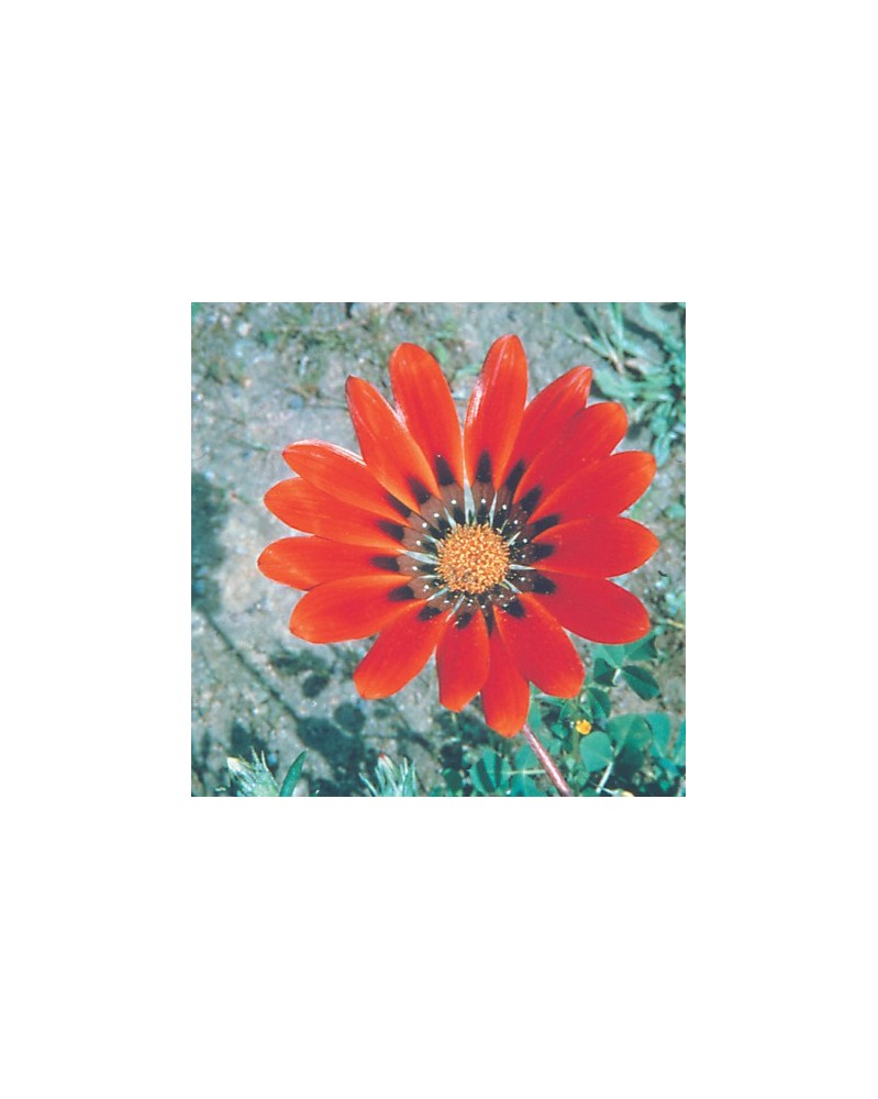Gazania