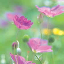 Geranium Incanum
