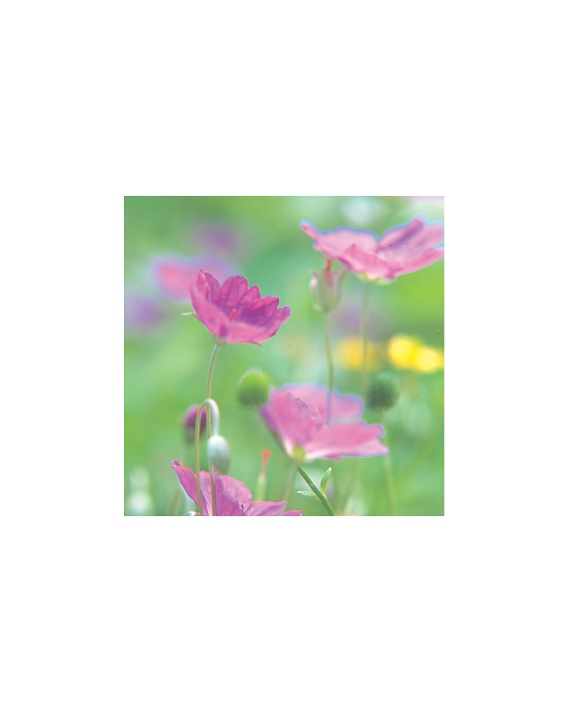 Geranium Incanum