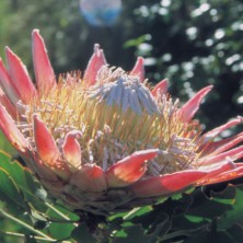 Giant Protea