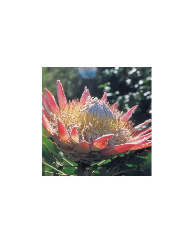 Giant Protea