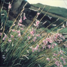 Grassy Bell