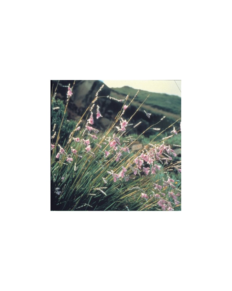 Grassy Bell