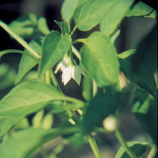 Green Pepper
