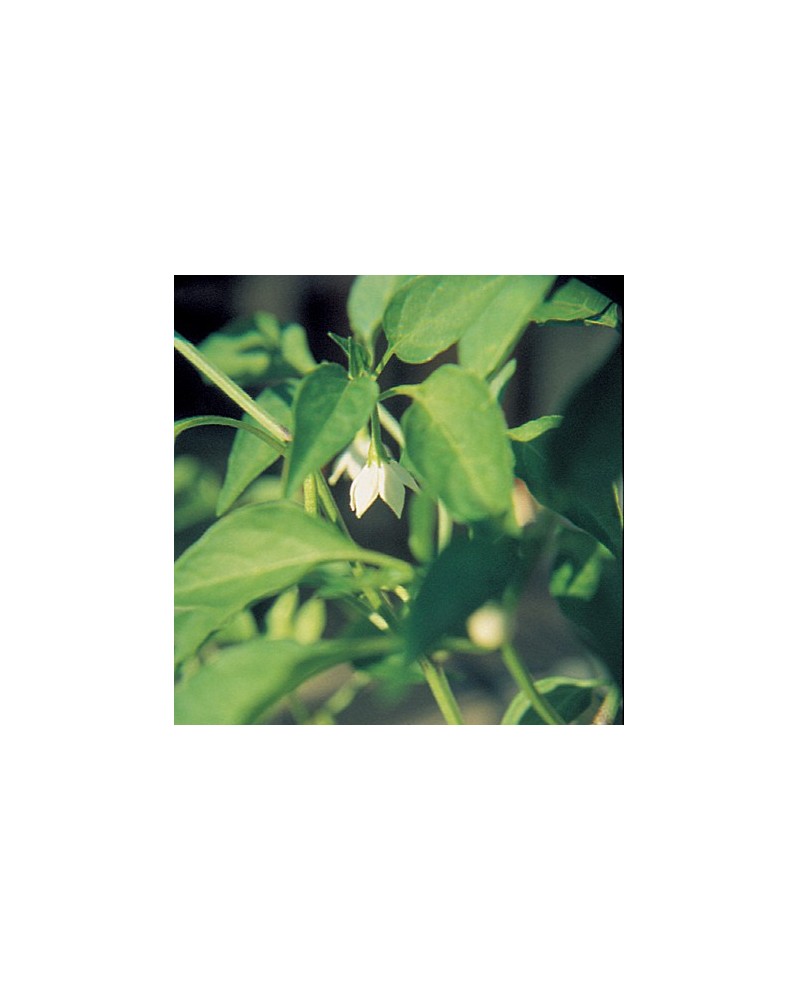Green Pepper