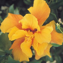 Hibiscus