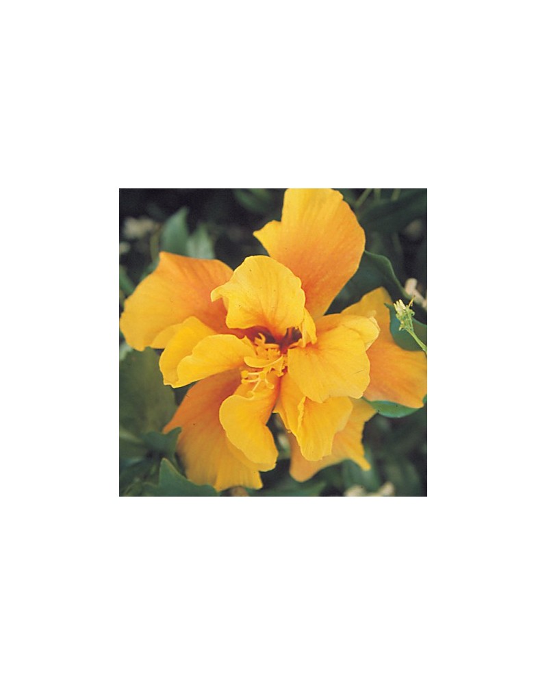Hibiscus