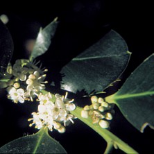 Holly