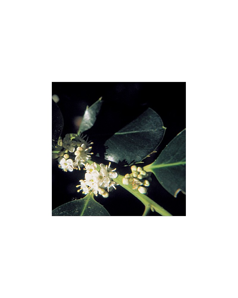 Holly