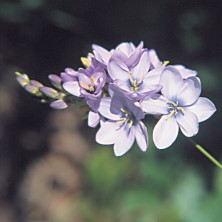 Ixia