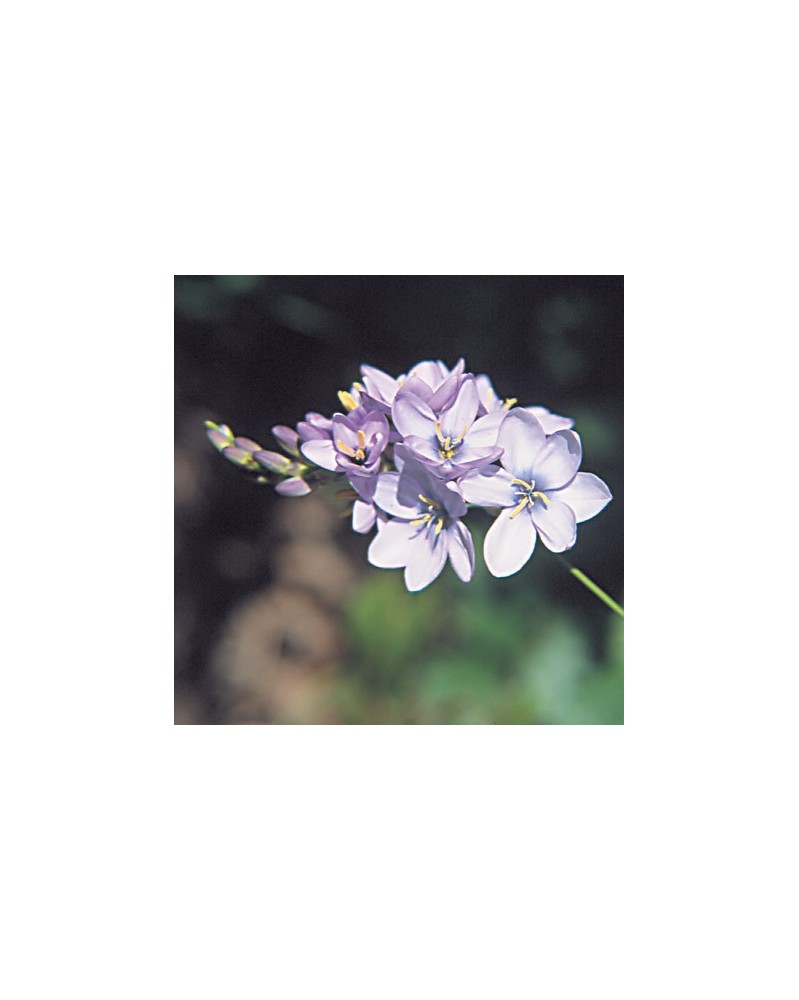 Ixia