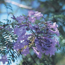 Jacaranda