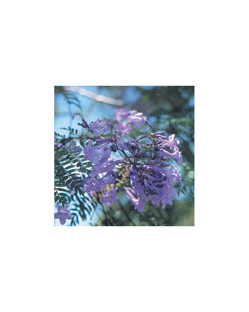 Jacaranda