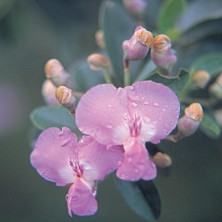 Keurtjie