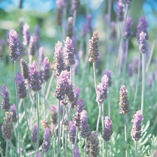 Lavender