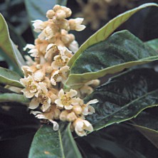 Loquat