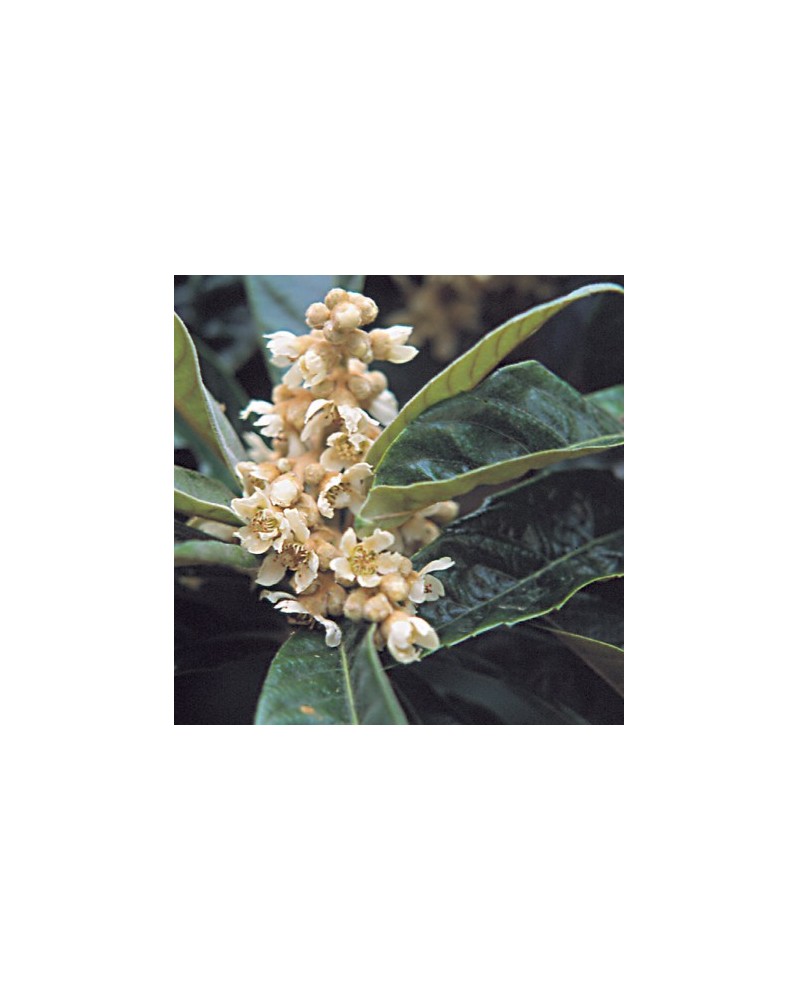 Loquat