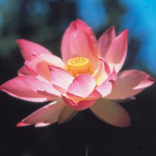 Lotus