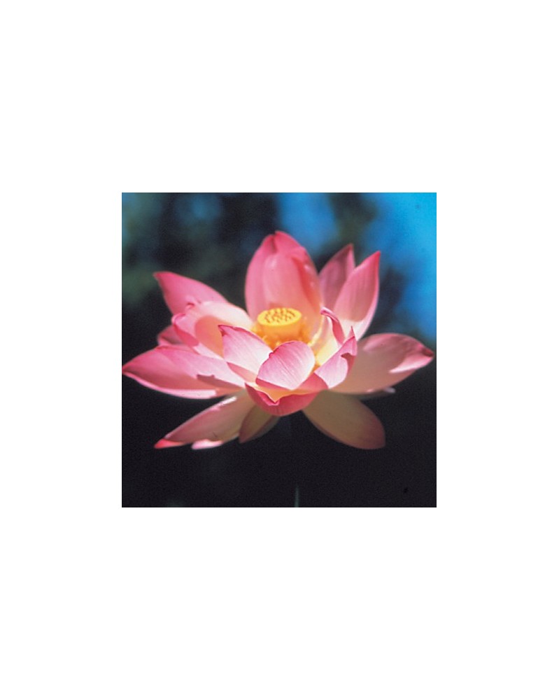 Lotus