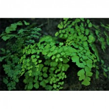 Maidenhair Fern