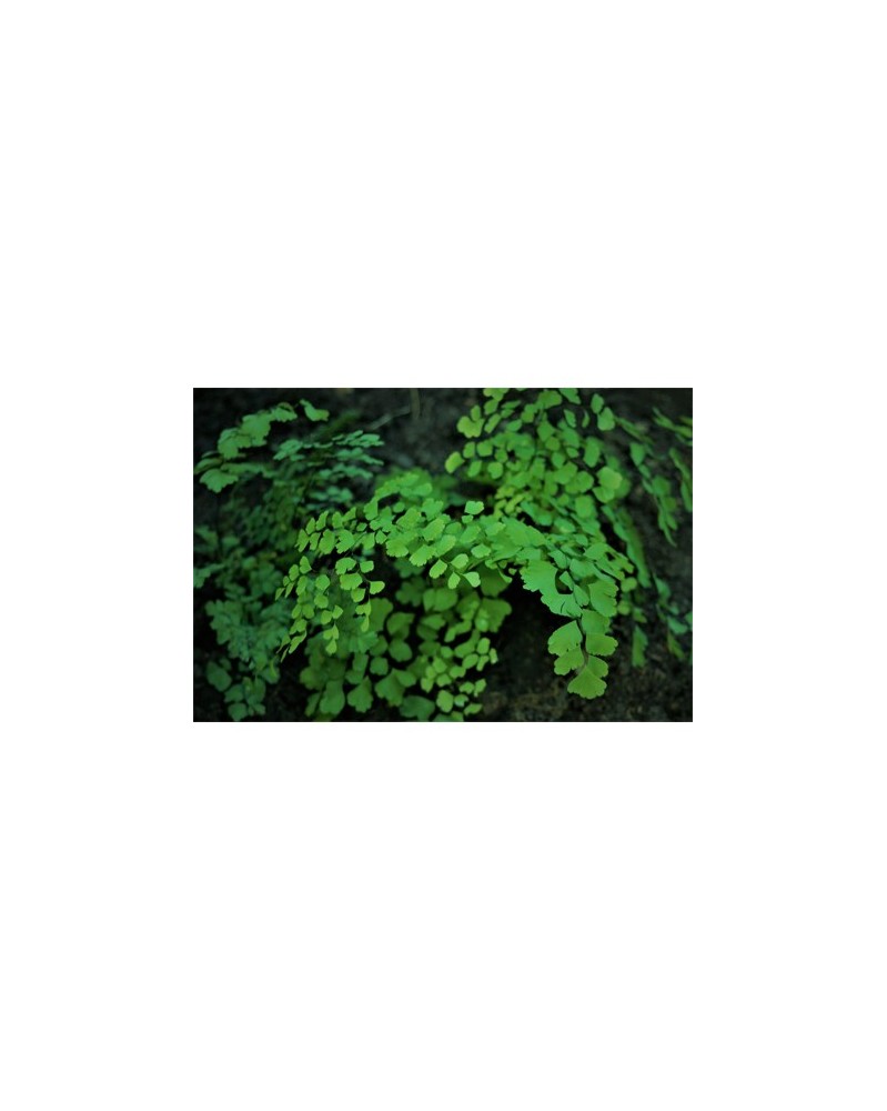 Maidenhair Fern