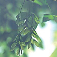Maple