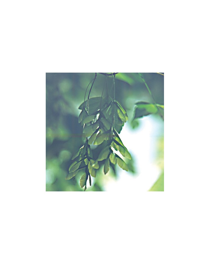 Maple