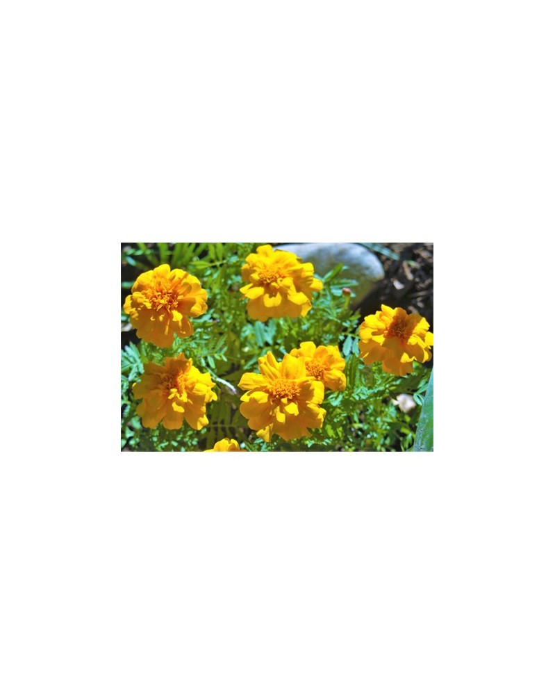 Marigold