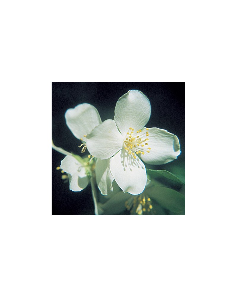Mock Orange