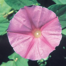 Morning Glory