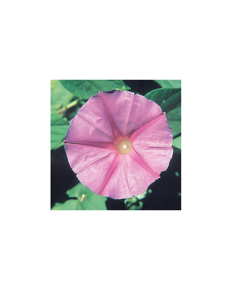 Morning Glory