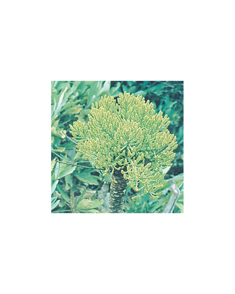 Mountain Cabbage Tree