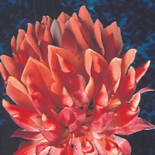 Mountain Dahlia