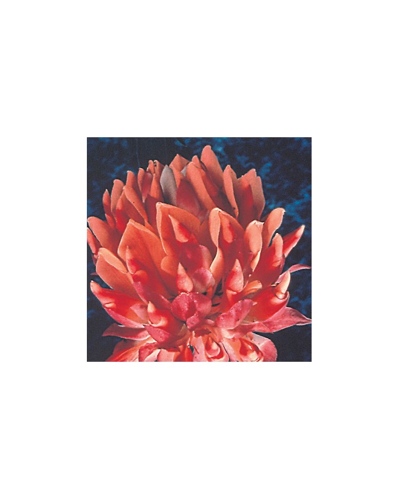 Mountain Dahlia