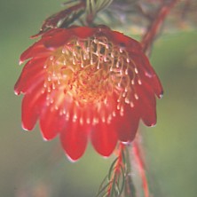 Mountain Rose