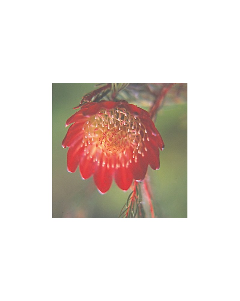 Mountain Rose