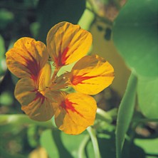 Nasturtium