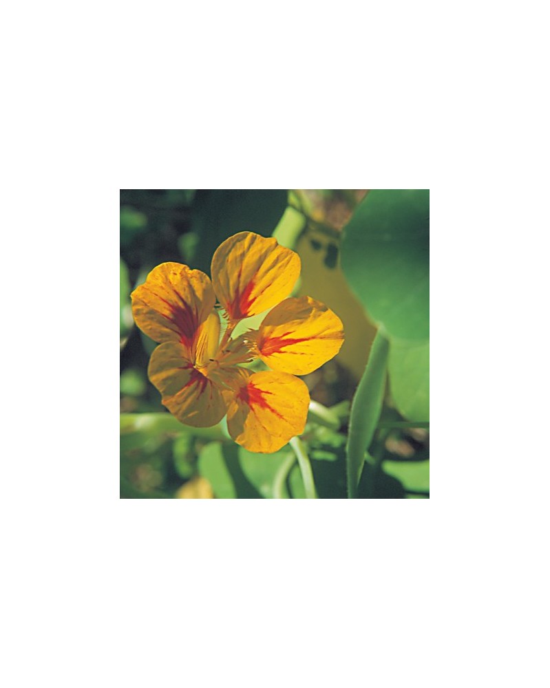 Nasturtium