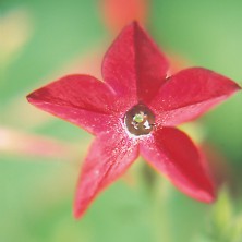Nicotiana