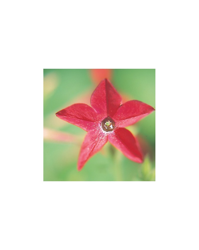 Nicotiana