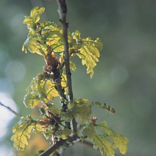Oak