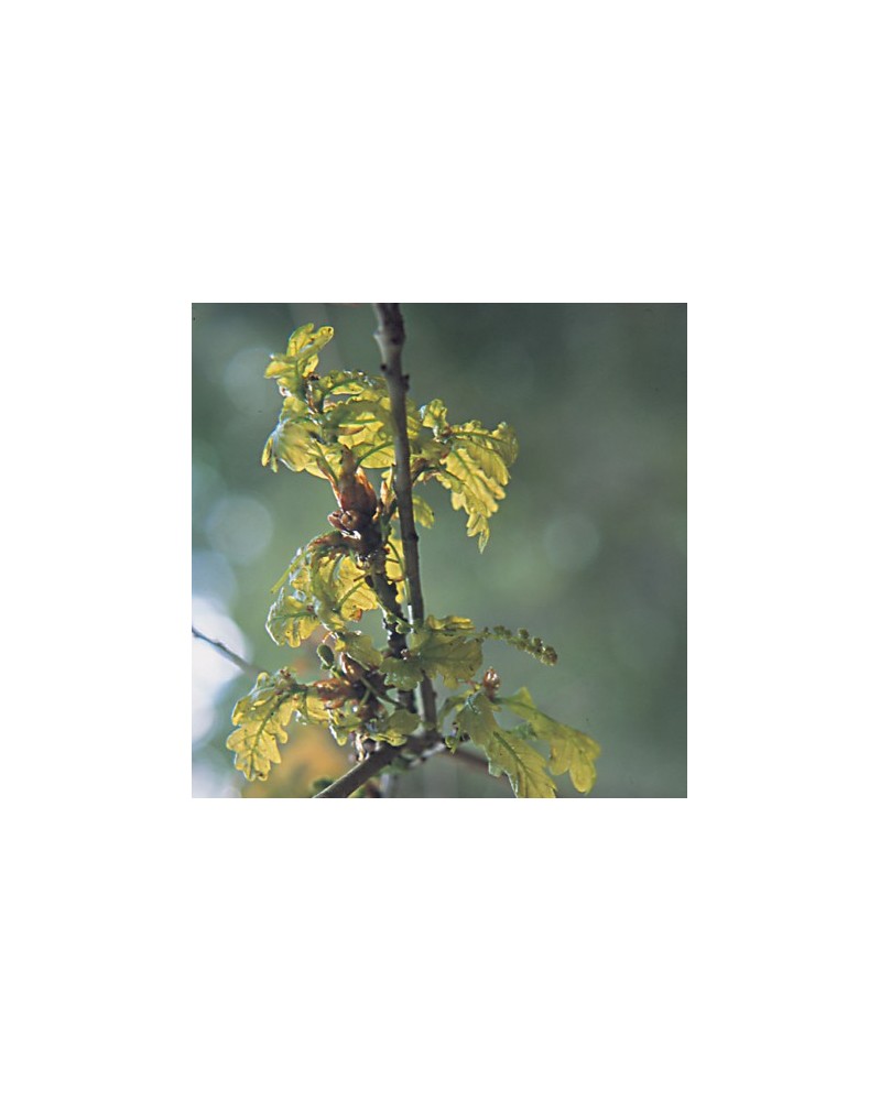 Oak