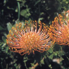 Orange Pincushion
