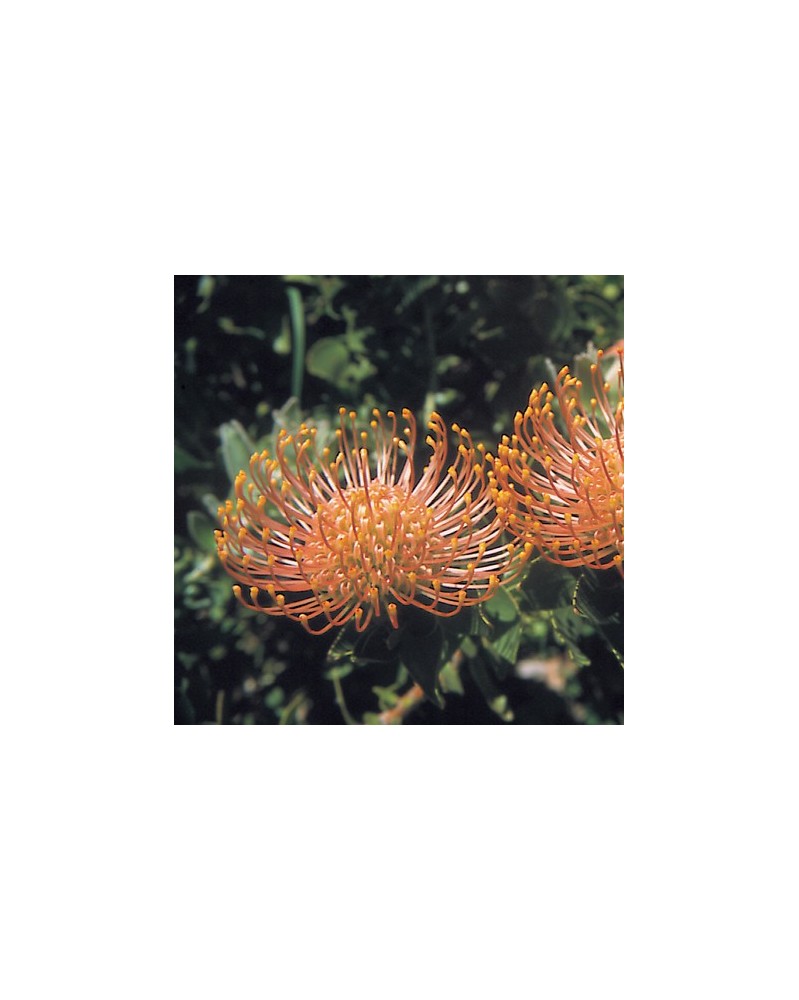 Orange Pincushion