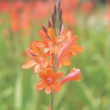Orange Watsonia